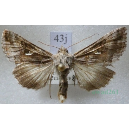 Autographa buraetica (Staudinger, 1892) Błyszczka Slovakia43j